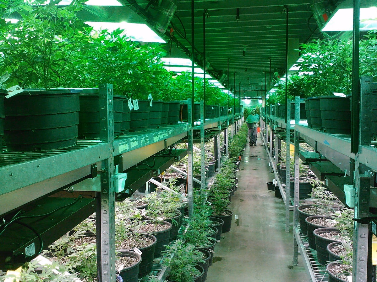 marijuana 269851 1280