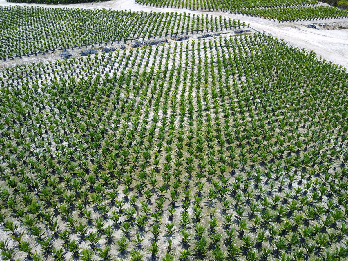 05 Plantation