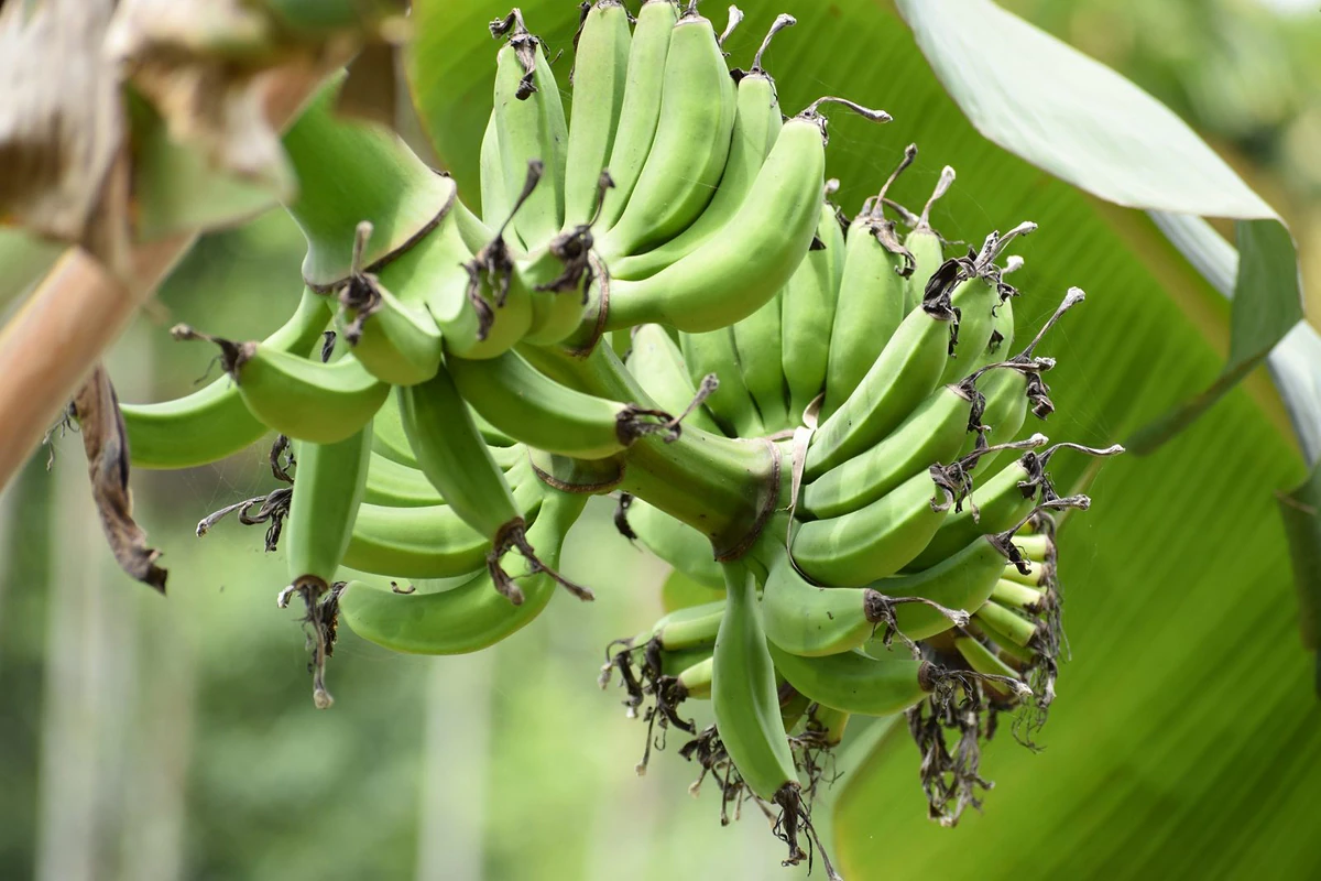 raw banana 141882