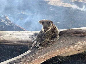 koala bushfire
