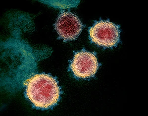 koronavirus