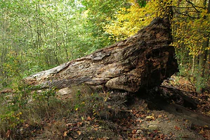 arboretum