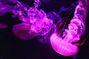 meduza