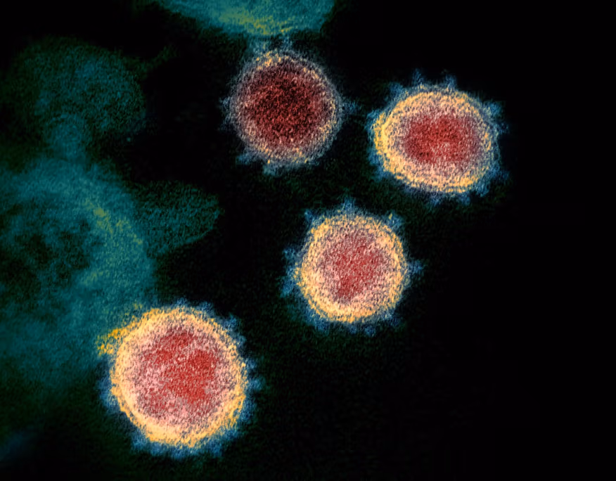koronavirus